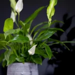 ako-rozdelit-spathiphyllum-aby-ste-ziskali-viac-kvetov-a-lepsi.webp.webp